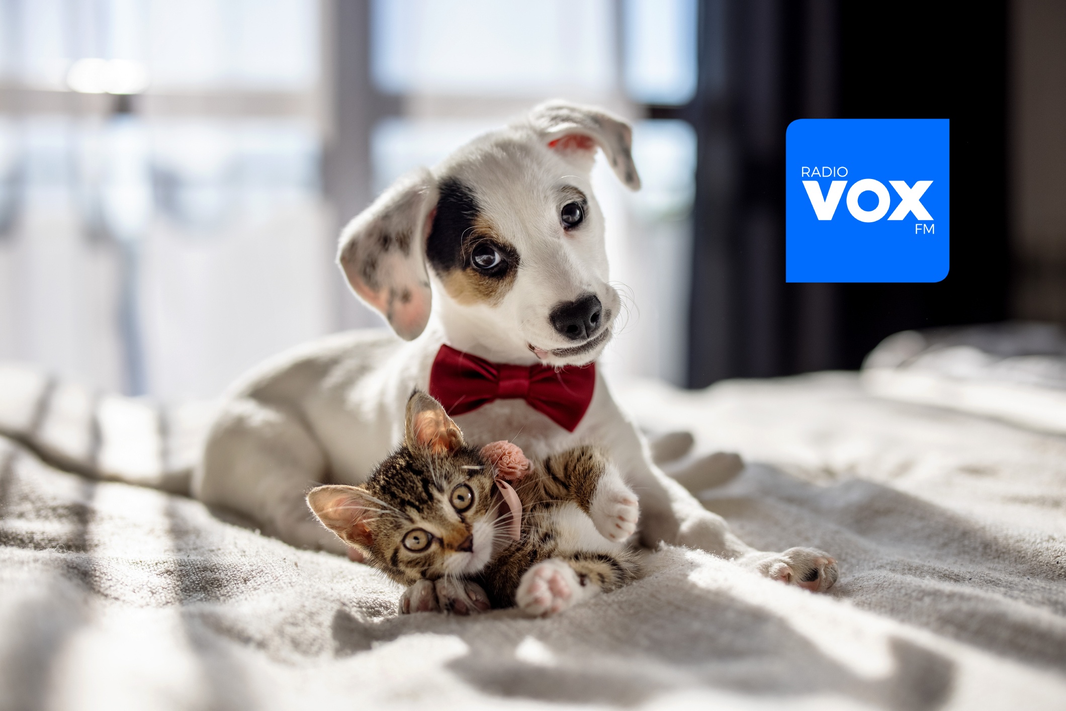 Radio VOX FM świętuje Dzień Kundelka pomagając w schronisku na Paluchu